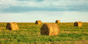 Field-Full-of-Round-Bales-of-HayCropped