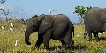 Elephant with bird on back