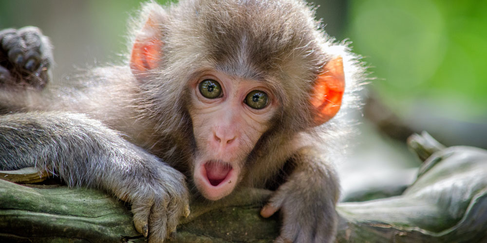 Monkey with surprised face